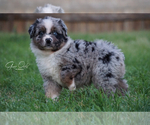 Small Photo #5 Australian Shepherd Puppy For Sale in HOUSTON, TX, USA