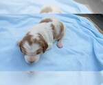 Small Photo #5 Brittany Puppy For Sale in RIDGECREST, CA, USA