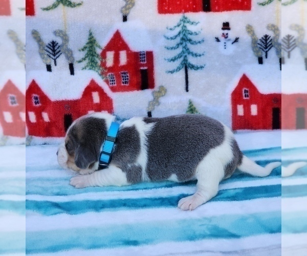 Medium Photo #38 Beagle Puppy For Sale in COOS BAY, OR, USA