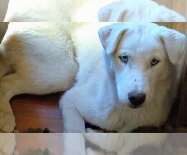 Medium Photo #3 Siberian Husky Puppy For Sale in OWENSBORO, KY, USA