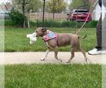 Small #4 American Pit Bull Terrier Mix