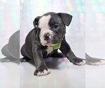 Puppy Oscar Olde English Bulldogge