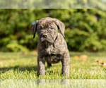 Small Photo #11 Cane Corso Puppy For Sale in MENTONE, IN, USA