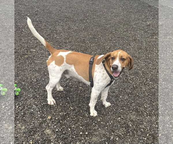 Medium Photo #7 Beagle-Unknown Mix Puppy For Sale in Rockaway, NJ, USA
