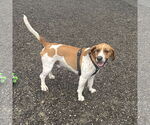 Small #6 Beagle Mix