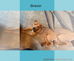Small #1 American Pit Bull Terrier Mix
