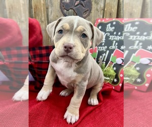 American Bully Puppy for sale in KATY, TX, USA