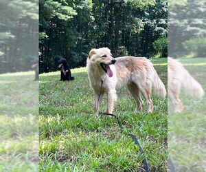 Retriever -Unknown Mix Dogs for adoption in Roaring River, NC, USA