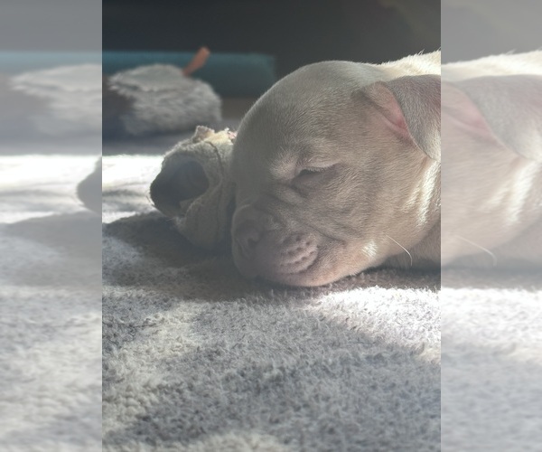 Medium Photo #3 American Bully Puppy For Sale in BOLINGBROOK, IL, USA