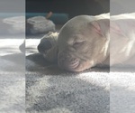 Small Photo #16 American Bully Puppy For Sale in BOLINGBROOK, IL, USA
