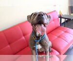 Small #3 American Pit Bull Terrier