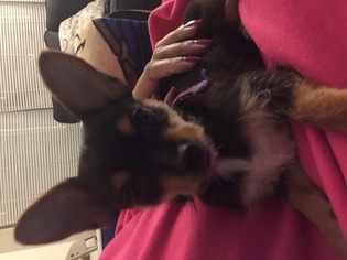 Chorkie Puppy for sale in RALEIGH, NC, USA
