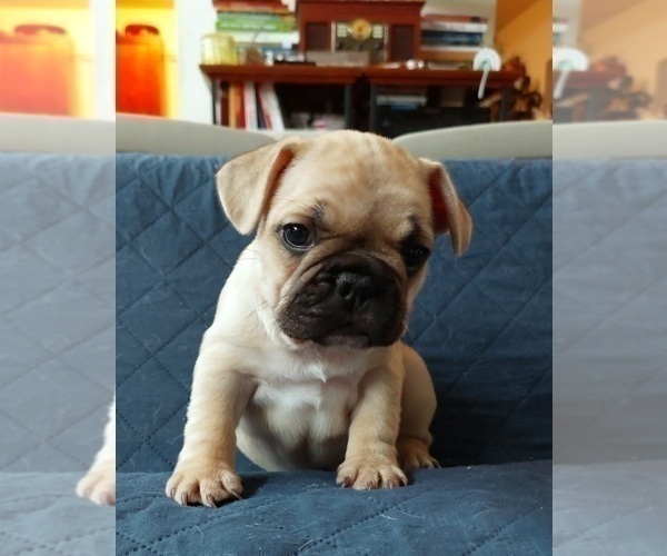 Medium Photo #36 French Bulldog Puppy For Sale in MANHATTAN, NY, USA