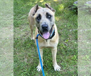 Mastiff-Unknown Mix Dogs for adoption in Rockaway, NJ, USA