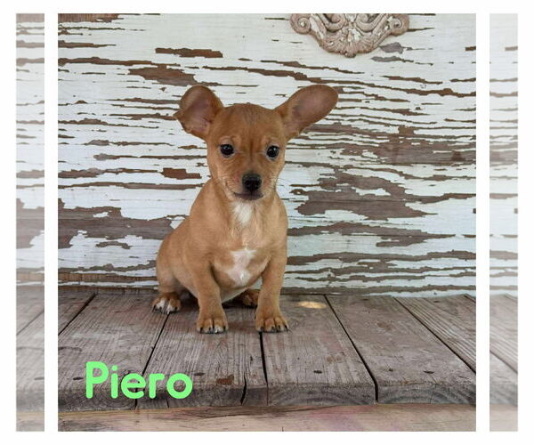 Medium Photo #1 Chihuahua-Unknown Mix Puppy For Sale in Boonton, NJ, USA