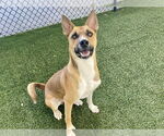Small German Shepherd Dog Mix