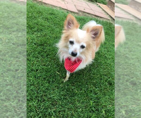 Medium Photo #6 Chihuahua Puppy For Sale in Pacolet, SC, USA