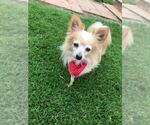 Small #5 Chihuahua