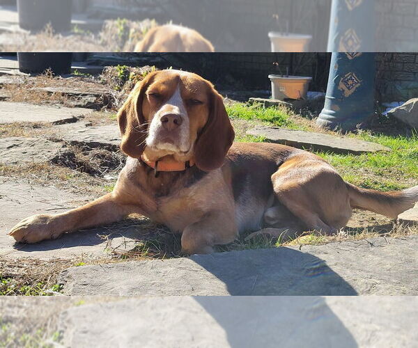 Medium Photo #4 Beagle-Unknown Mix Puppy For Sale in Boston, MA, USA