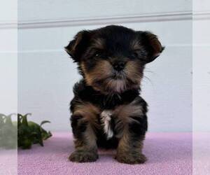 Yorkshire Terrier Puppy for sale in FREDONIA, PA, USA