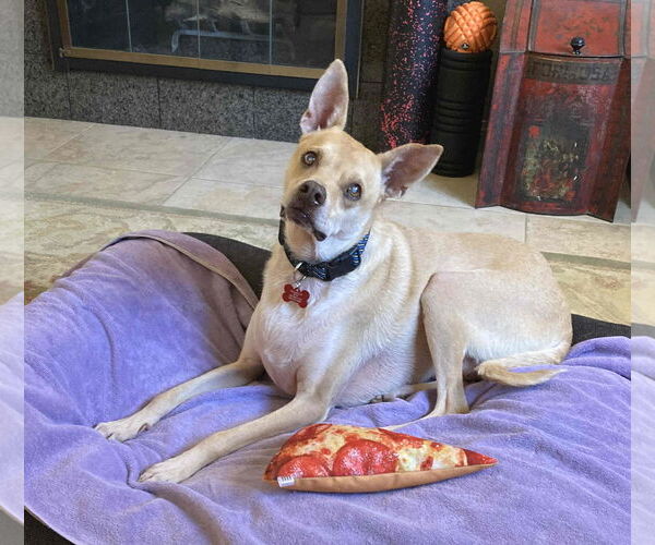 Medium Photo #4 Mutt Puppy For Sale in Oceanside, CA, USA