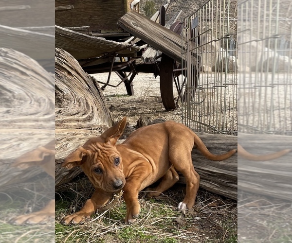 Medium Photo #10 Rhodesian Ridgeback Puppy For Sale in MORONGO VALLEY, CA, USA