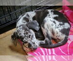 Small #1 German Shepherd Dog-Great Dane Mix