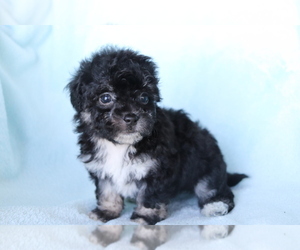 Bichpoo Puppy for sale in SHILOH, OH, USA