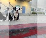 Small Photo #4 American Pit Bull Terrier-English Bulldog Mix Puppy For Sale in LOS ANGELES, CA, USA