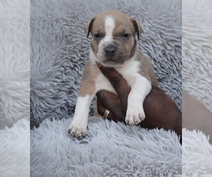 American Bully Puppy for sale in CHAMPAIGN, IL, USA