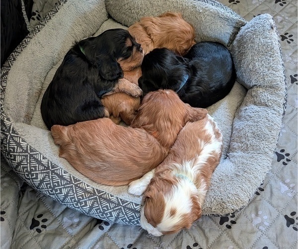 Medium Photo #1 Cavalier King Charles Spaniel Puppy For Sale in GAINESVILLE, TX, USA