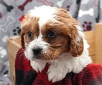 Puppy Zoey Cavapoo