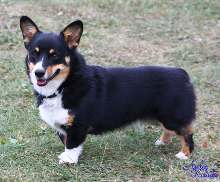 Medium Photo #1 Pembroke Welsh Corgi Puppy For Sale in SOLDIERS GROVE, WI, USA