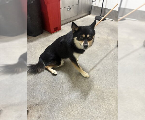 Medium Photo #1 Chihuahua-Shiba Inu Mix Puppy For Sale in Forestville, MD, USA