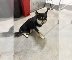 Chihuahua-Shiba Inu Mix Dogs for adoption in Forestville, MD, USA