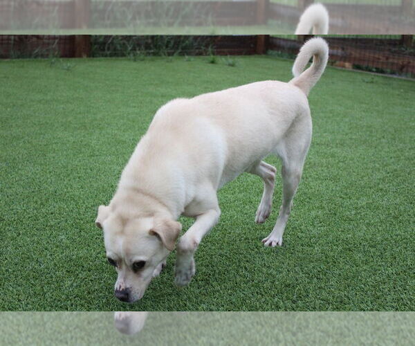 Medium Photo #6 Labrador Retriever-Pug Mix Puppy For Sale in Chestertown, MD, USA