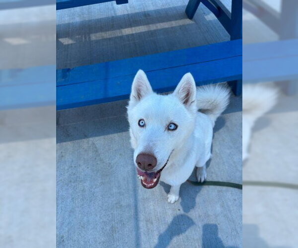 Medium Photo #2 Siberian Husky-Unknown Mix Puppy For Sale in Redlands, CA, USA