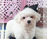 Small #1 Maltese
