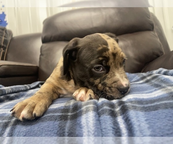 Medium Photo #67 American Bully Puppy For Sale in REESEVILLE, WI, USA