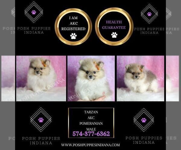 Medium Photo #2 Pomeranian Puppy For Sale in WARSAW, IN, USA