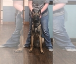 Small Photo #1 Belgian Malinois Puppy For Sale in OSHKOSH, WI, USA
