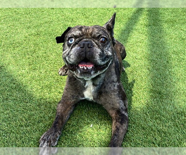 Medium Photo #1 French Bulldog Puppy For Sale in Orange, CA, USA