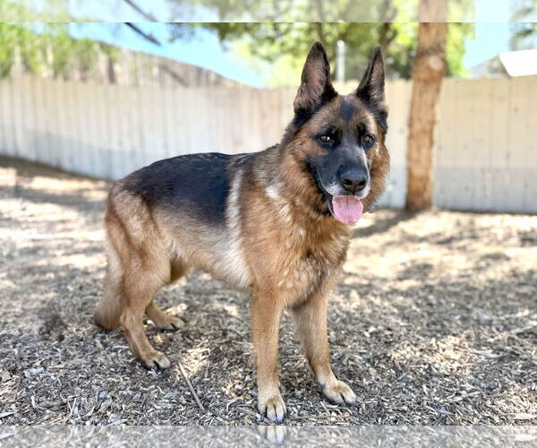 Medium Photo #1 German Shepherd Dog Puppy For Sale in San Diego, CA, USA