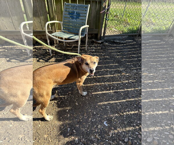 Medium Photo #2 Mutt Puppy For Sale in Jackson, MS, USA