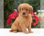 Small #2 Golden Retriever