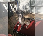 Small American Bully-Pit