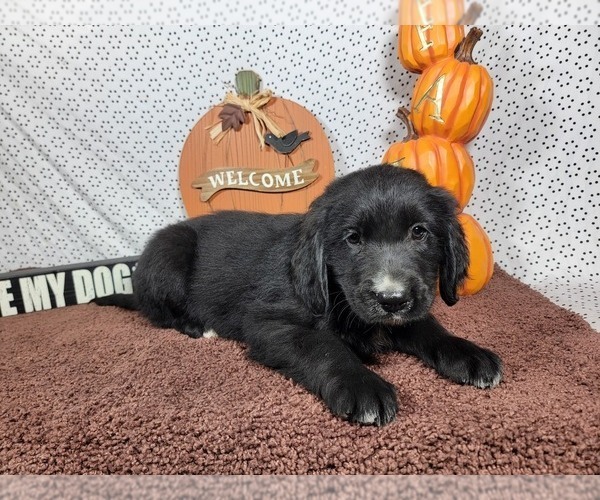 Medium Photo #4 Golden Mountain Dog Puppy For Sale in BLACK FOREST, CO, USA
