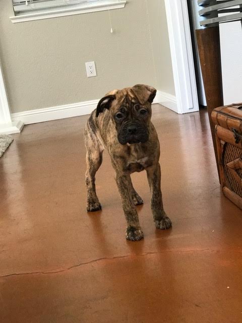 Medium Photo #1 Boxer Puppy For Sale in SALIDA, CA, USA