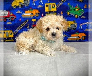 Maltipoo Puppy for sale in WINNSBORO, LA, USA