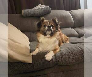 Tibetan Spaniel-Unknown Mix Dogs for adoption in New Oxford , PA, USA